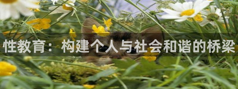 安信12月金股