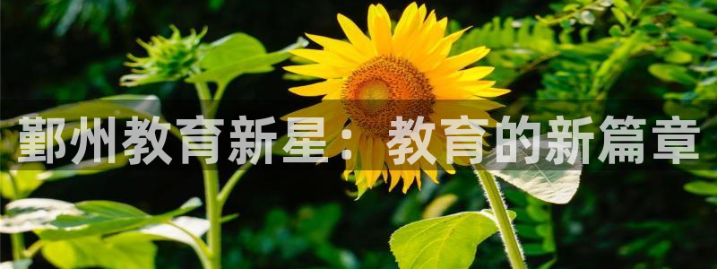 安信12官方网站查询