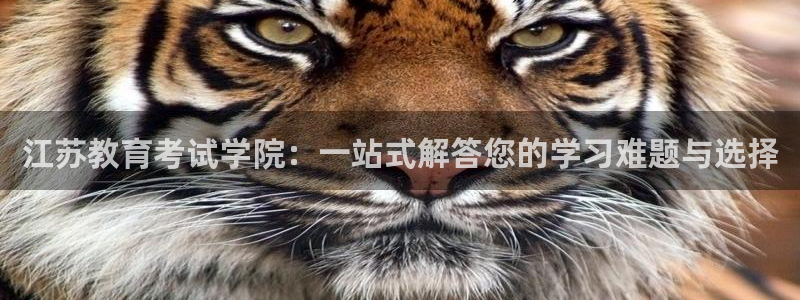 安信12月金股